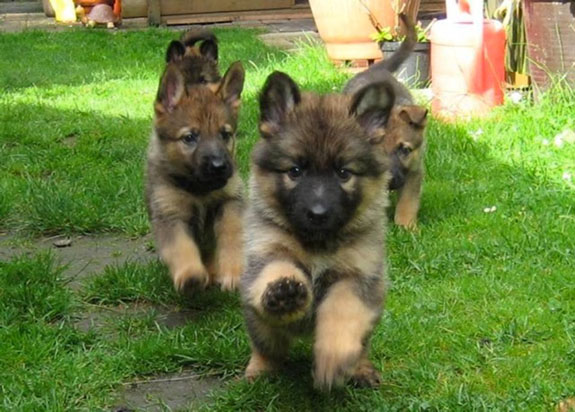Sable Pups